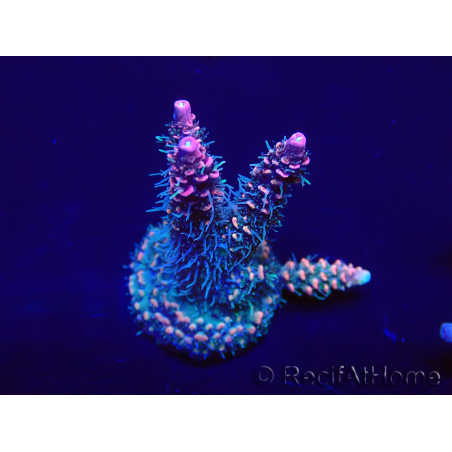WYSIWYG Acropora Maricoltura acclimatata a LED