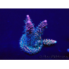 WYSIWYG Acropora Maricoltura acclimatata a LED