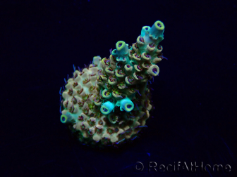 WYSIWYG AcroporaMaricultura aclimatada led