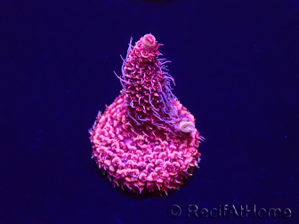 WYSIWYG Acropora acclimated LED