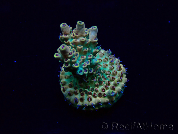 WYSIWYG Acropora Maricoltura acclimatata led