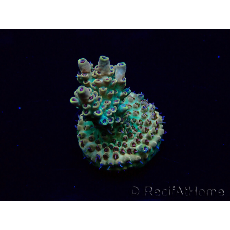 WYSIWYG Acropora Maricultured acclimated LED