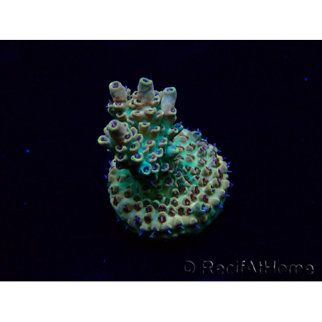 WYSIWYG Acropora 15D8 Mariculture acclimaté led