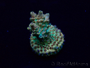 WYSIWYG Acropora Maricultured acclimated LED