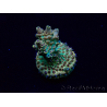 WYSIWYG Acropora Marikultur akklimatisiert LED