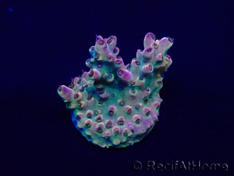 WYSIWYG Acropora Geacclimatiseerde maricultuur LED