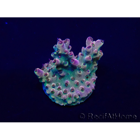 WYSIWYG Acropora 15D9 Mariculture acclimaté led