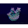 WYSIWYG Acropora Geacclimatiseerde maricultuur LED