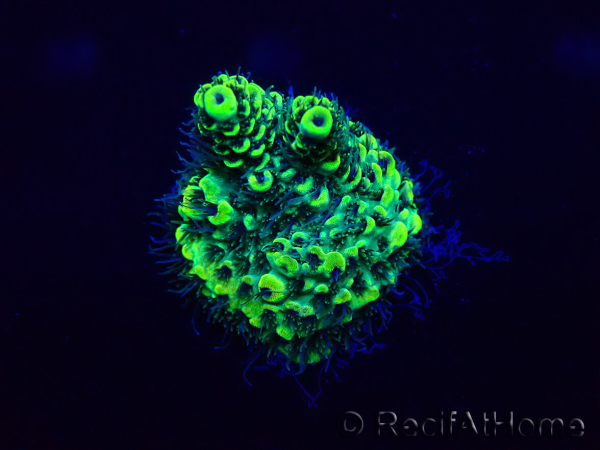 WYSIWYG Acropora Marikultur akklimatisiert LED