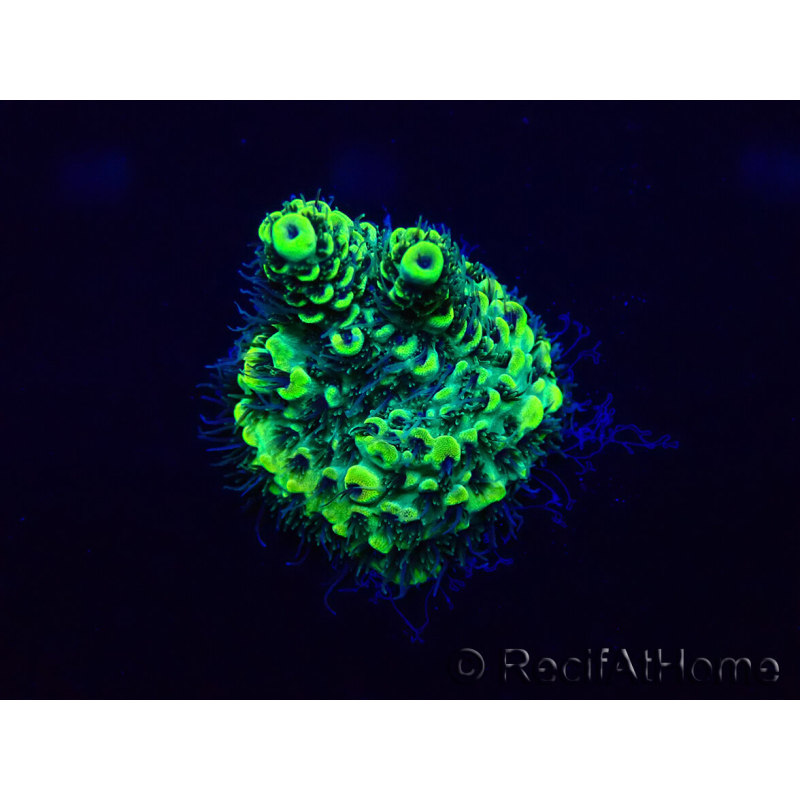 WYSIWYG Acropora Marikultur akklimatisiert LED