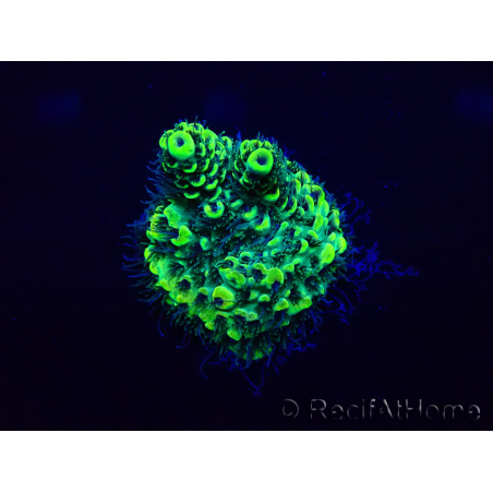 WYSIWYG Acropora Maricultuur geacclimatiseerd LED