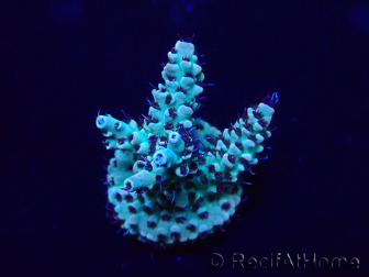 WYSIWYG Acropora Maricoltura acclimatata a LED