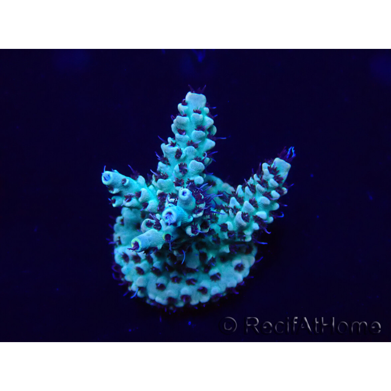 WYSIWYG Acropora 15D12 Mariculture acclimaté led