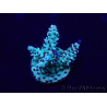 WYSIWYG Acropora Mariculture acclimated LED