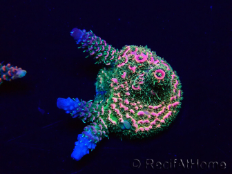 WYSIWYG Acropora acclimated LED