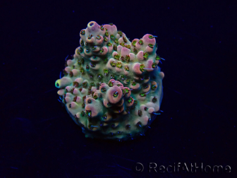 WYSIWYG Acropora 15E2 Mariculture acclimated LED