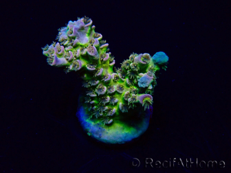 WYSIWYG Acropora Mariculture acclimated LED