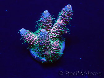 WYSIWYG Acropora acclimatata a LED