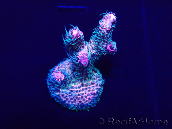 WYSIWYG Acropora Marikultur akklimatisiert LED