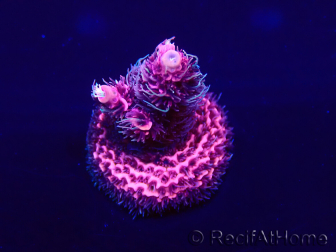WYSIWYG Acropora Australië geacclimatiseerd LED