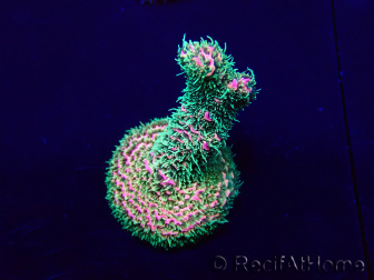 WYSIWYG Acropora millepora 15E7 Mariculture acclimaté led