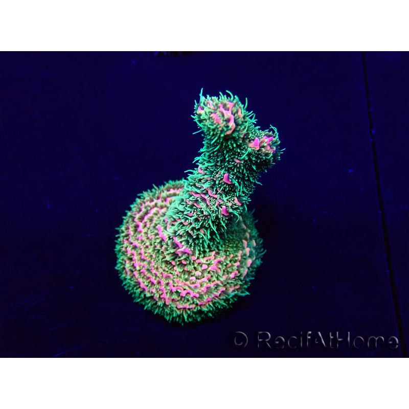 WYSIWYG Acropora Marikultur akklimatisiert LED