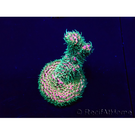 WYSIWYG Acropora Maricoltura acclimatata a LED