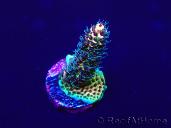 WYSIWYG Acropora 15E9 acclimated LED