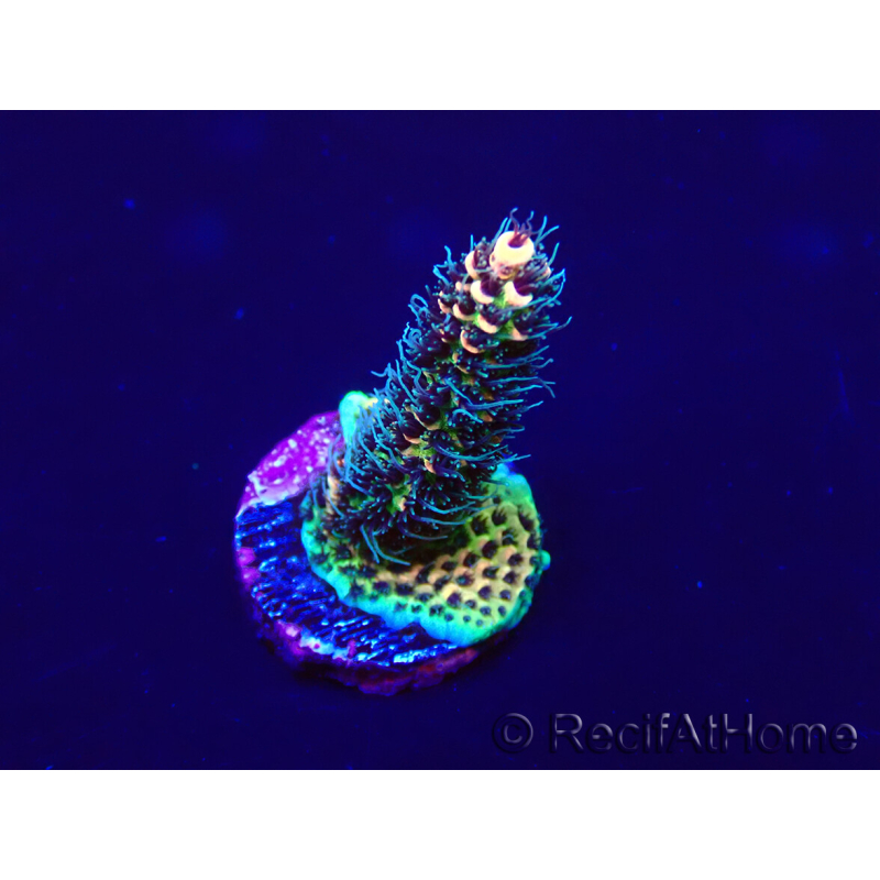 WYSIWYG Acropora akklimatisiert LED