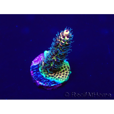 WYSIWYG Acropora 15E9 geacclimatiseerd LED