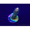 WYSIWYG Acropora akklimatisiert LED