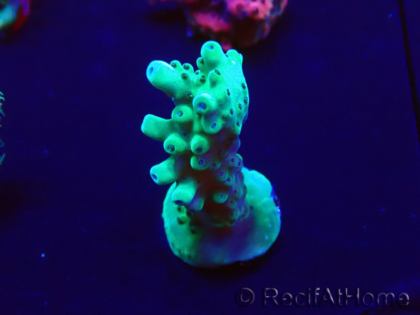 WYSIWYG Acropora Mariculture acclimaté led
