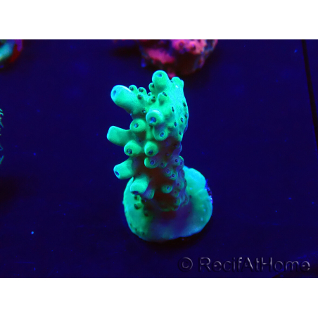 WYSIWYG Acropora Mariculture acclimaté led