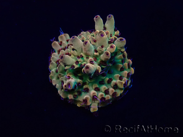WYSIWYG Acropora geacclimatiseerd LED