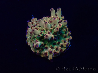 WYSIWYG Acropora15F5 Mariculture acclimaté led