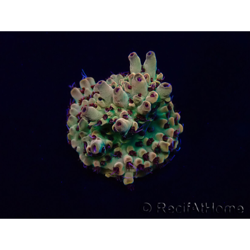 WYSIWYG Acropora geacclimatiseerd LED