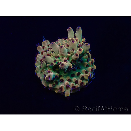 WYSIWYG Acropora acclimatata a LED