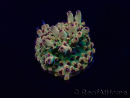 WYSIWYG Acropora geacclimatiseerd LED