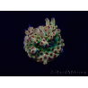 WYSIWYG Acropora geacclimatiseerd LED
