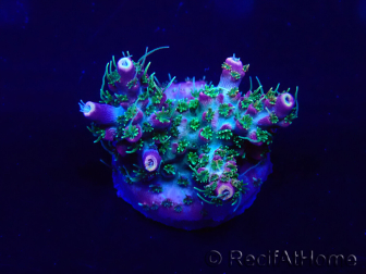 WYSIWYG Acropora Australia acclimated LED