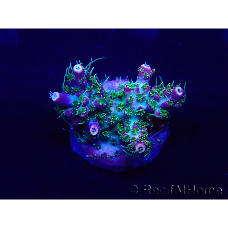 WYSIWYG Acropora Australia acclimatata a LED