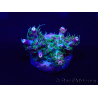 WYSIWYG Acropora Australia acclimatata a LED