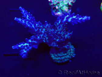 WYSIWYG Acropora 15F7 Australië geacclimatiseerd LED