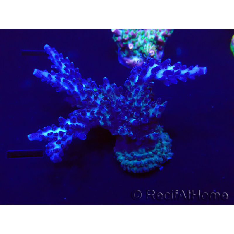 WYSIWYG Acropora 15F7 Australia aclimatada LED