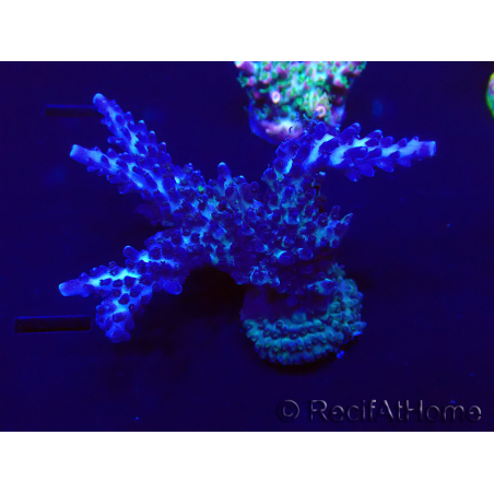 WYSIWYG Acropora 15F7 Australia aclimatada LED