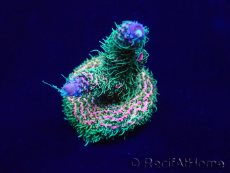 WYSIWYG Acropora Marikultur akklimatisiert LED