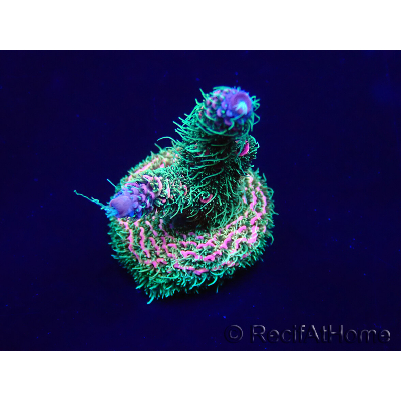 WYSIWYG Acropora tenuis Mariculture acclimaté led