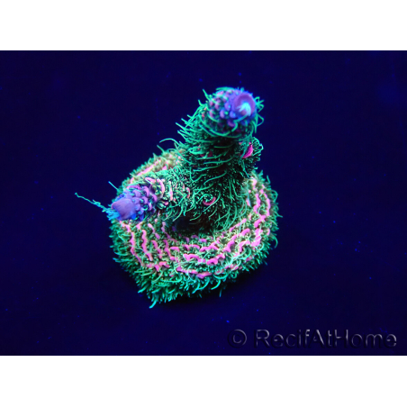 WYSIWYG Acropora Marikultur akklimatisiert LED