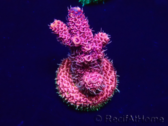 WYSIWYG Acropora Marikultur akklimatisiert LED