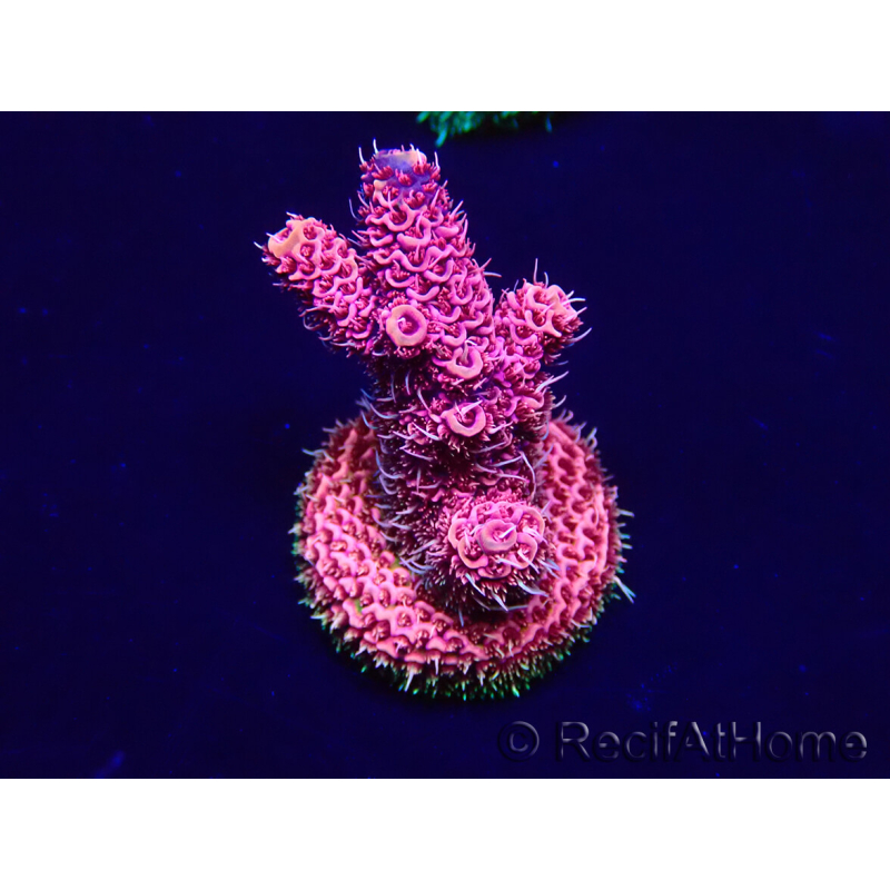 WYSIWYG Acropora Australia acclimatata a LED